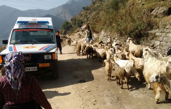 Five Mobile Veterinary Vans for Shepherds Launched on the State Foundation Day of Uttarakhand