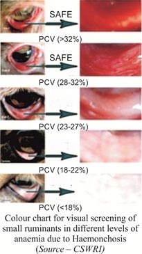 Goat Anemia Eye Chart