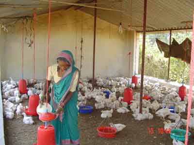 feeding the birds - Kesla