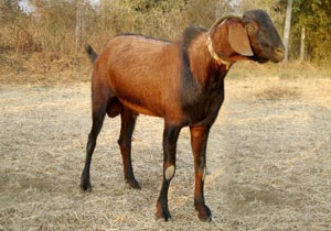 indian goat breeds with name