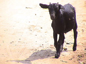 black-bengal-goat