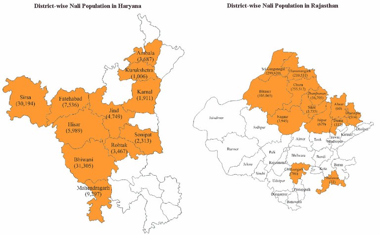 nali-haryanarajsthan