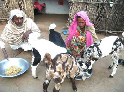 Parwati and her husband Hanuman Singh feeding the goat kids