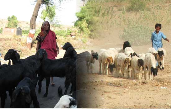 Small Ruminant Rearing – Sub-sector Overview and major challenges/  constraints — South Asia Pro-Poor Livestock Policy Programme
