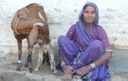 Madhya Pradesh Livestock Development Policy approved by the Agriculture Cabinet