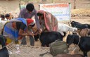 Empowering Women for Backyard Poultry and Goat Based Livelihood Improvement