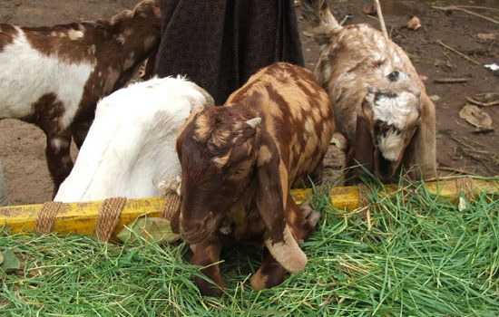 New programme to eradicate deadly livestock disease by 2030