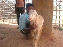 Eeranna with his lamb
