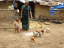 Poultry rearer with her desi flock - 2