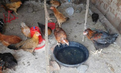 Pullet drinking water from a vessel