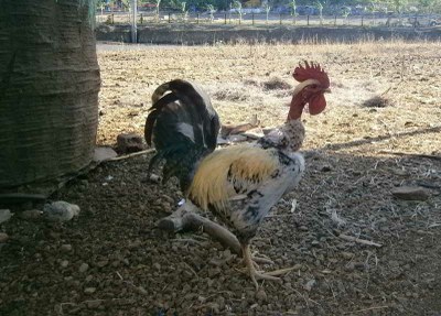 A naked-neck male poultry bird from Goomibai’s flock, Village Nawapada, Rama block.