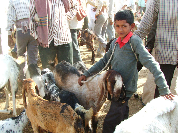Sellers with their goats at the Balaheri market.