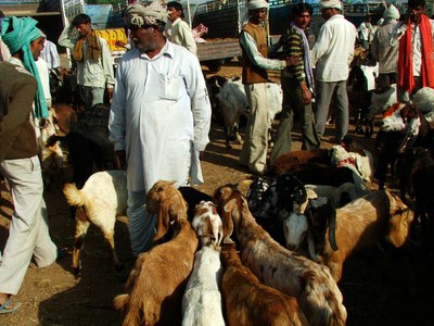 Sellers with their goats at the Balaheri market