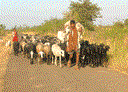 For some families, particularly landless families, livestock rearing is often the only source of livelihood. 