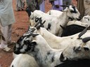 Goats for sale in the Ferozepur Jhirka market.