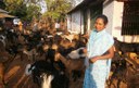 Collective Action to Reduce Goat Mortality - A Case Study of interventions supported by PRADAN in District Kandhamal, Odisha