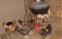 The Satpuda - Replicas of Native Chicken in Rural Poultry Production