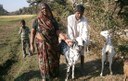 Goat Rearing - A Compilation of Case Studies from Khargone, Madhya Pradesh