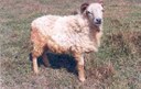 Quality Evaluation of Meat, Skin and Wool from Garole Sheep - a Promising Breed from India